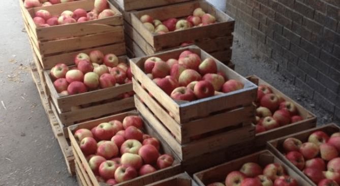 Apples@2x Apples@2x
