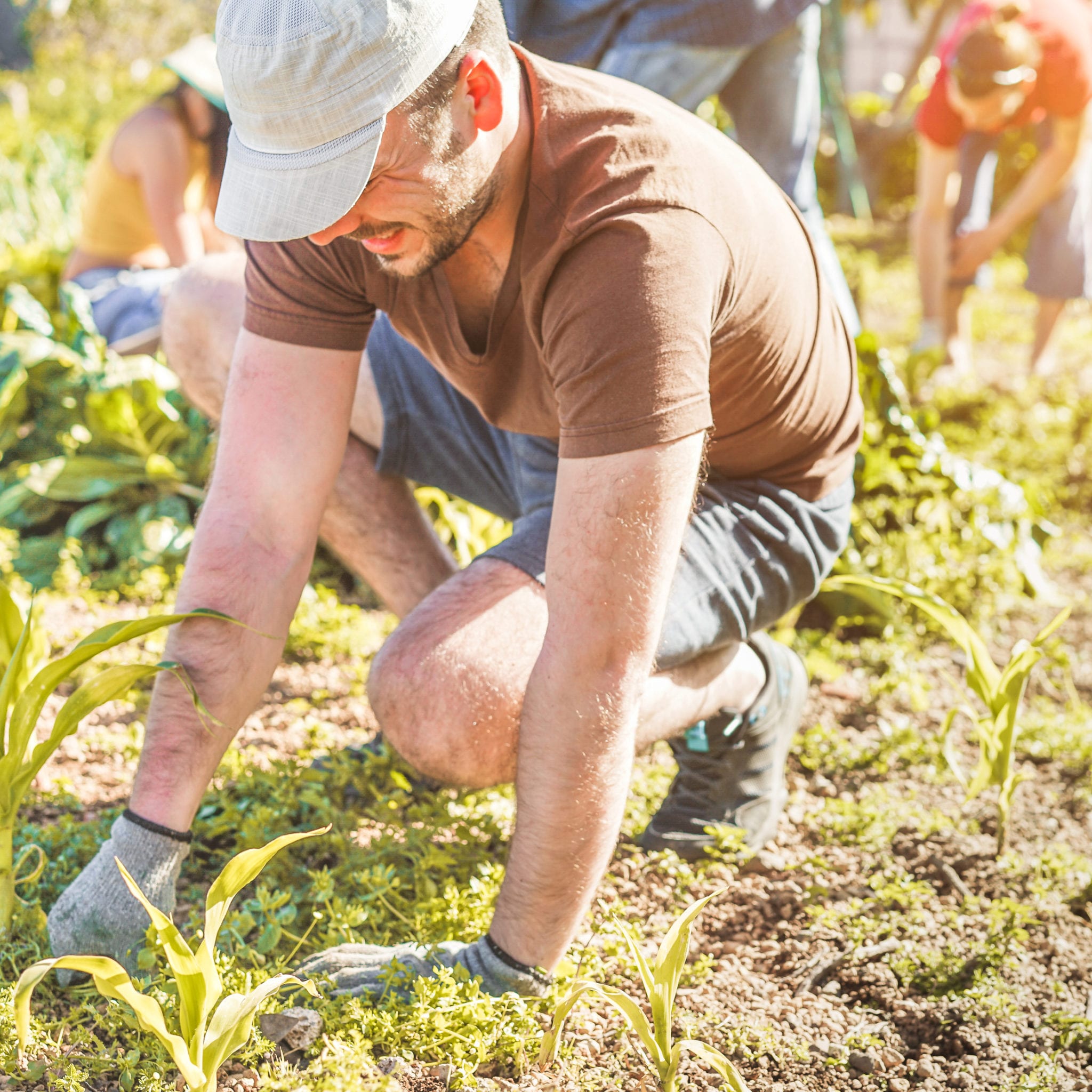 Work Team Harvesting Fresh Vegetables In The Community Greenhouse Garden Happy Farmers People At Work Picking Up Organic Onions And Garlic Focus On Head Hat Sowing And Vegetarian Concept