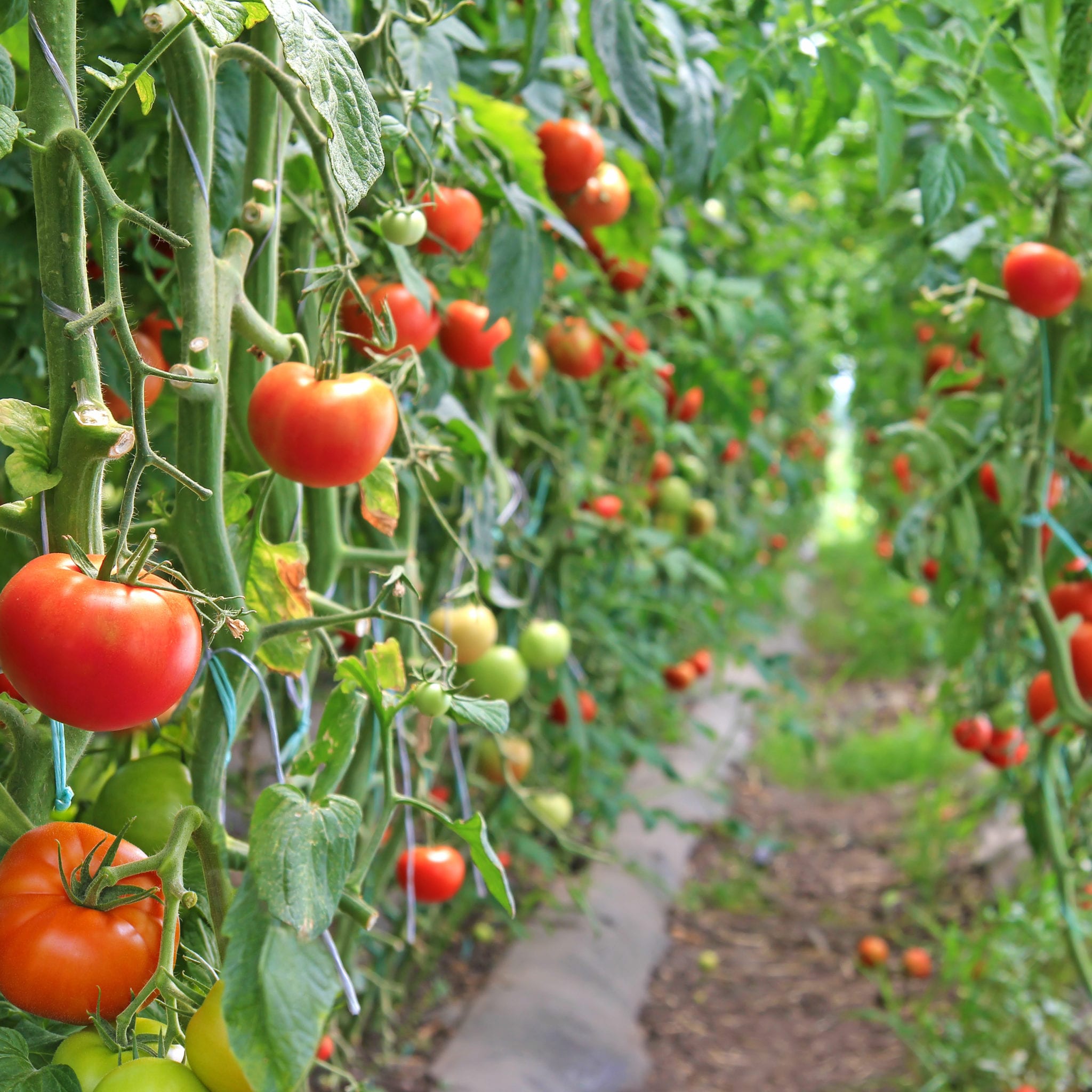 Ripe Tomato In A Greenhouse, Ready For Picking