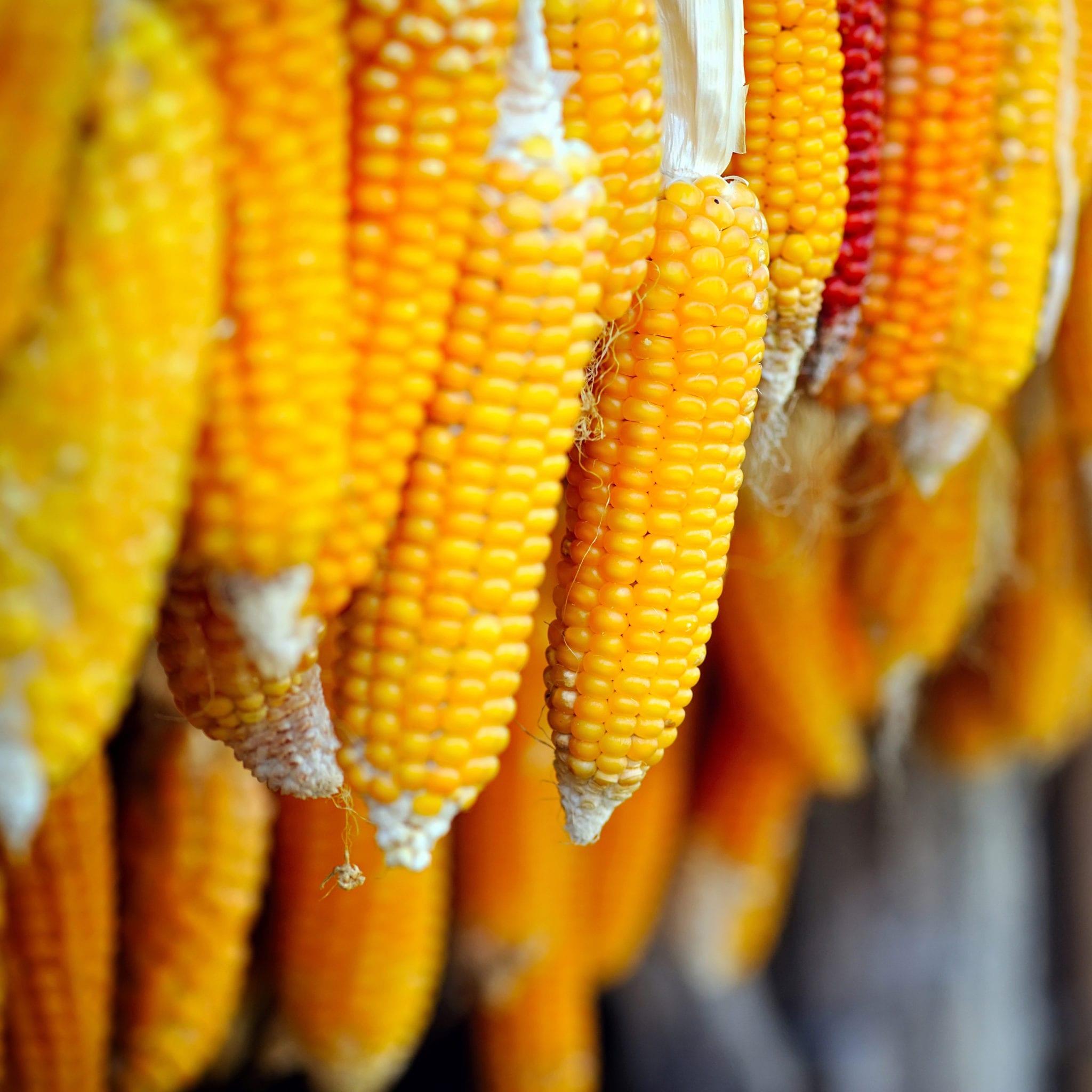 Dried Corn Cobs Hanging