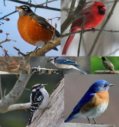 Audubon Audubon