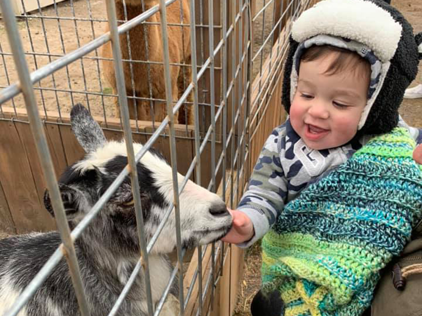 Paidarea Pettingzoo Paidarea Pettingzoo