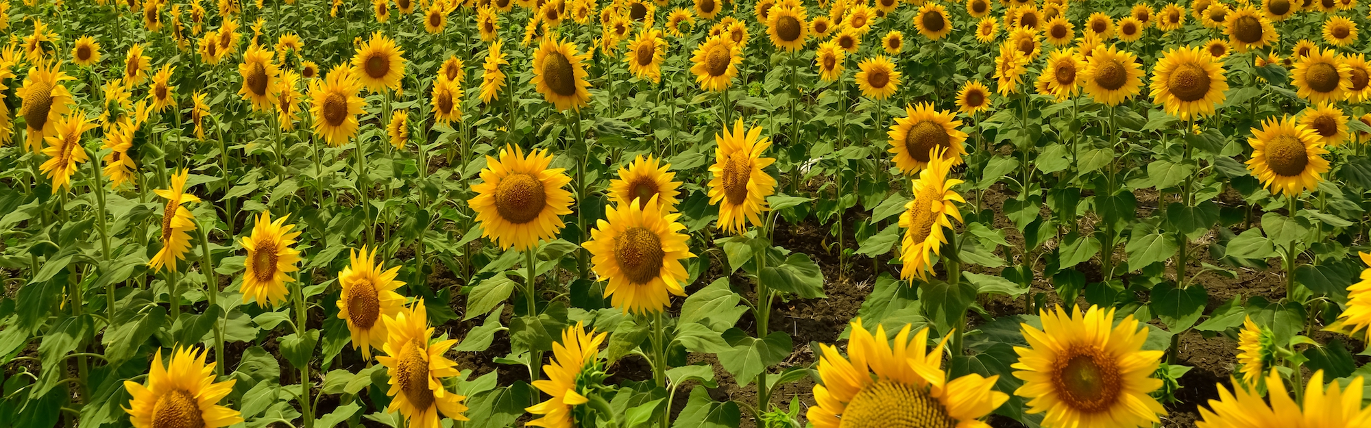 Js Sunflowerbanner 072221@2x