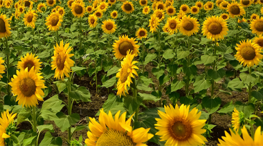 Sunflower Eventpage