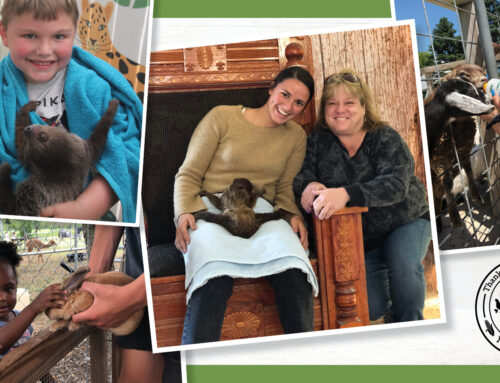 Everyone’s favorite family farm is Reopening with Babies on the Farm!