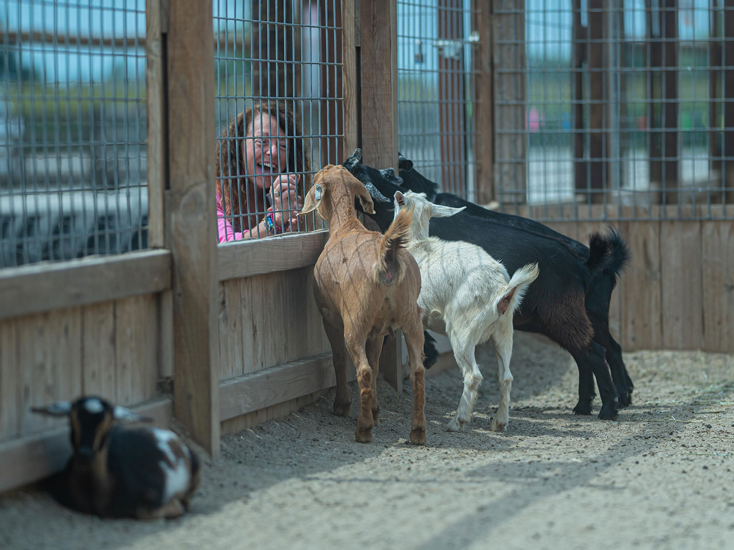 Whatsincluded Pettingzoo Whatsincluded Pettingzoo