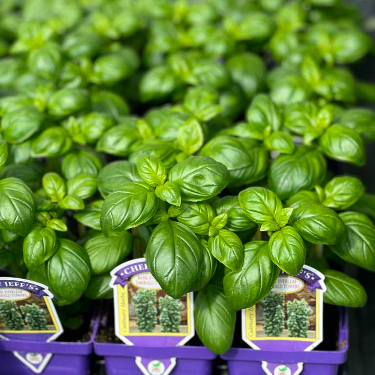 Ga Basil Ga Basil
