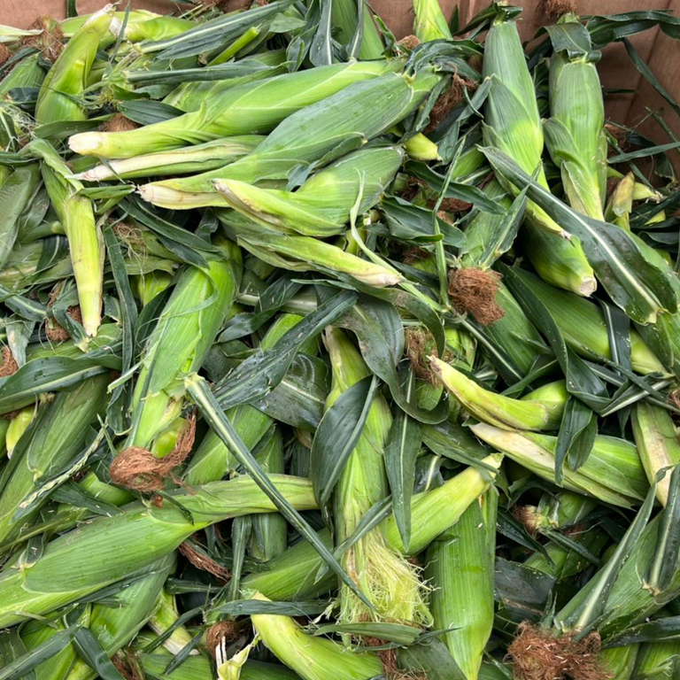 Ga Corn Ga Corn