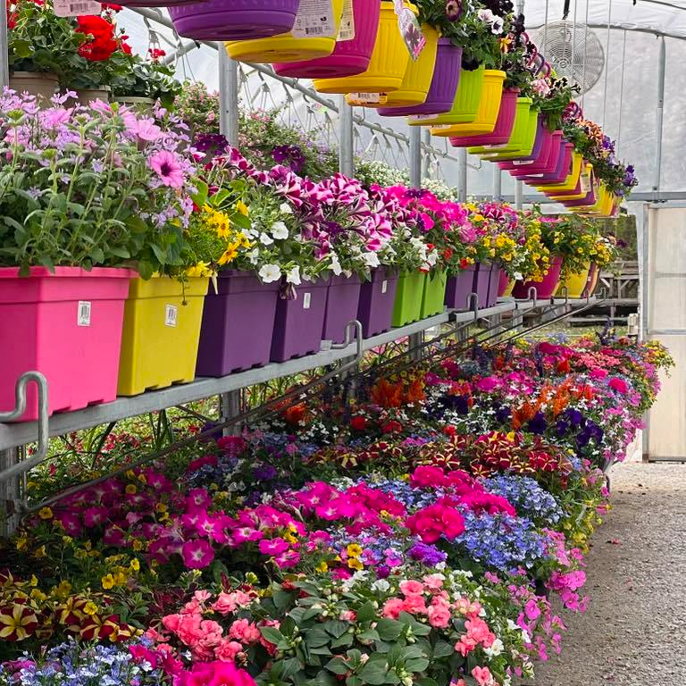 Ga Perennials Ga Perennials