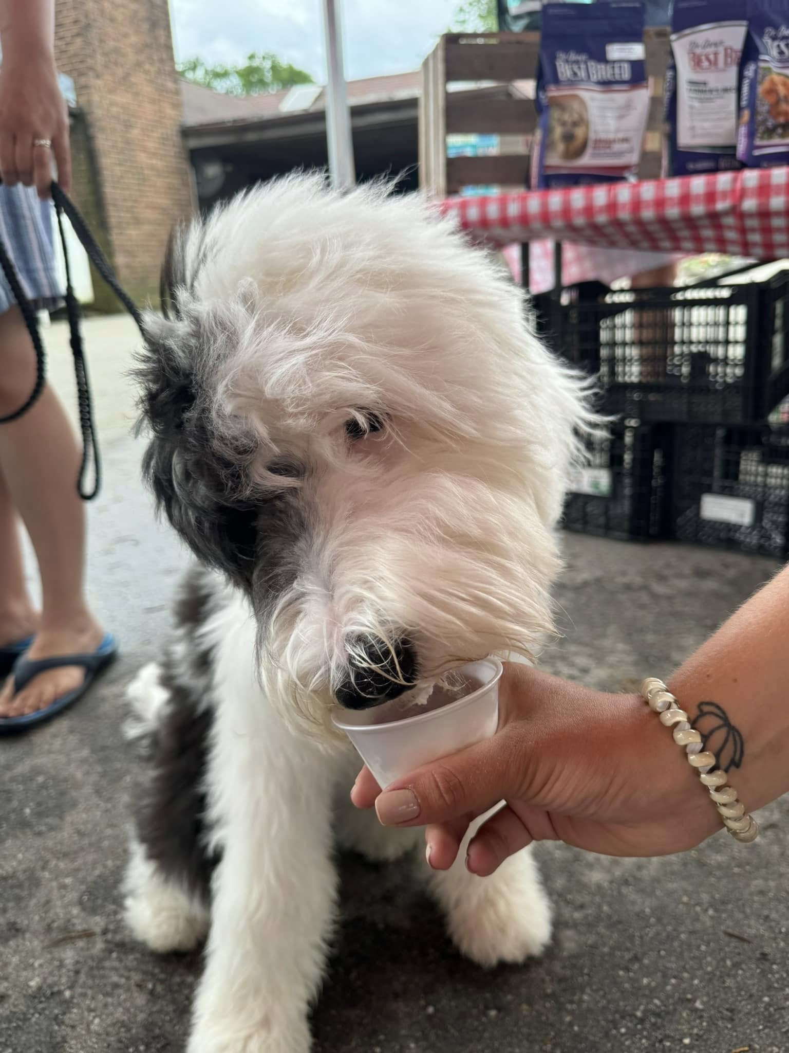 Dog Enjoying Pupcup Dog Enjoying Pupcup