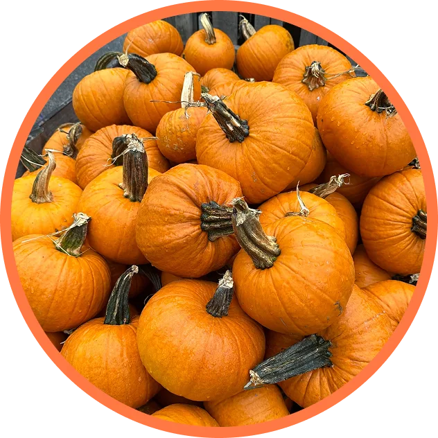 Pumpkin Patch & Decor