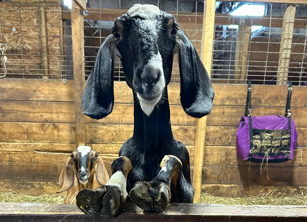 Petting Zoo Petting Zoo
