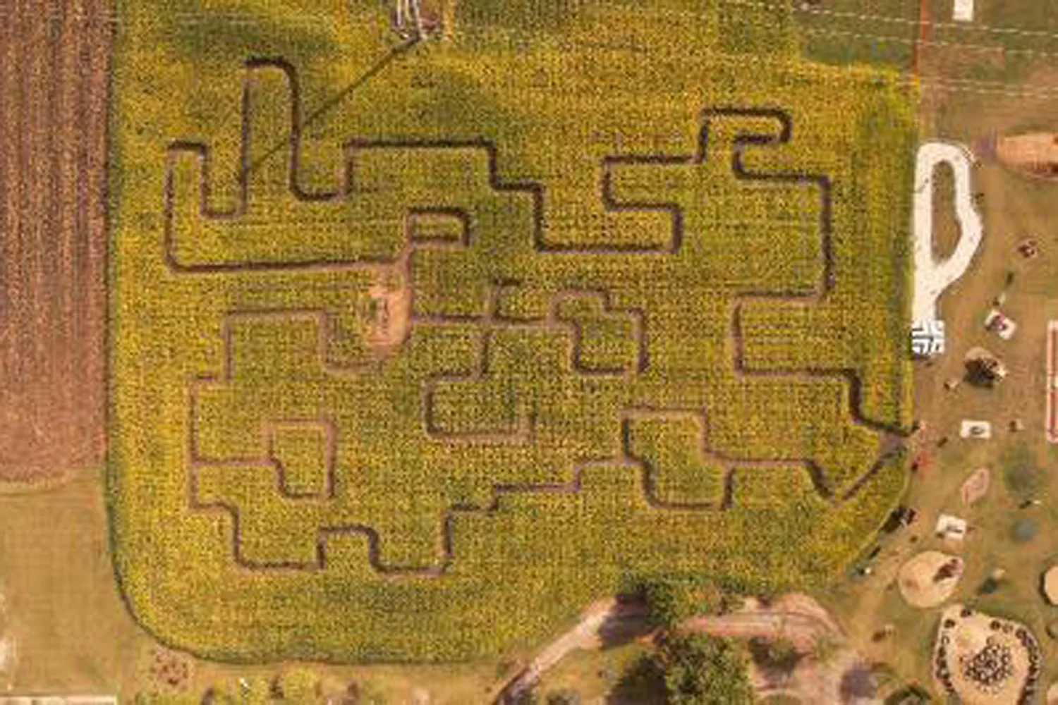 Corn Maze Corn Maze
