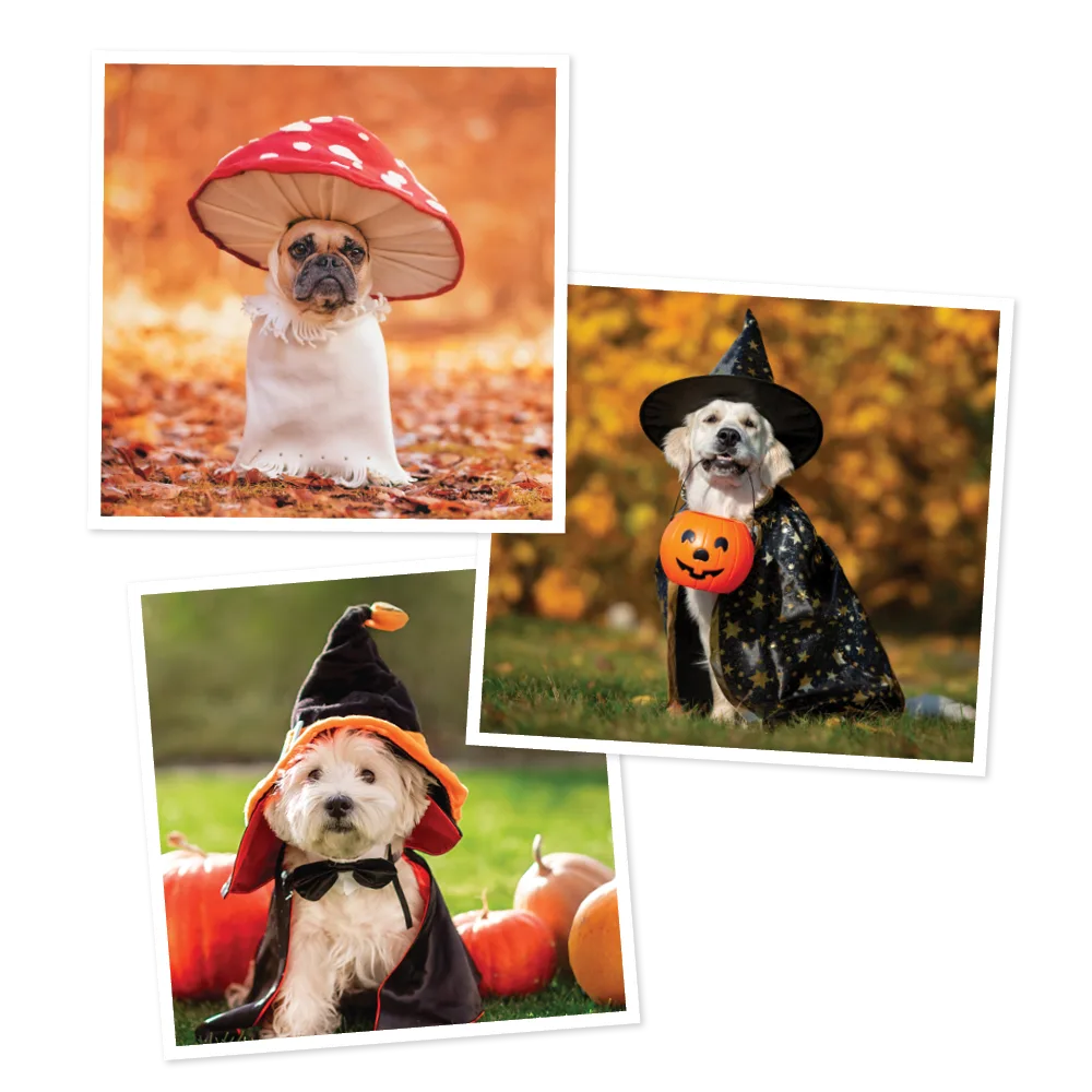 Dog Halloween Costumes Dog Halloween Costumes
