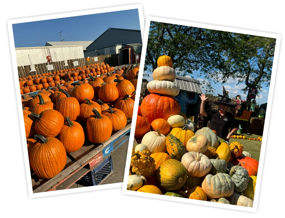 Pumpkins Gourds Pumpkins Gourds